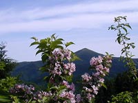 古事記への路「吾妻山」